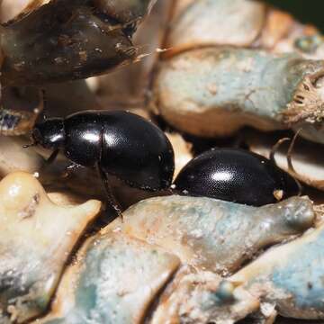 Слика од Coelostoma (Coelostoma) orbiculare (Fabricius 1775)