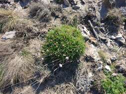 Image of Armeria ruscinonensis Girard