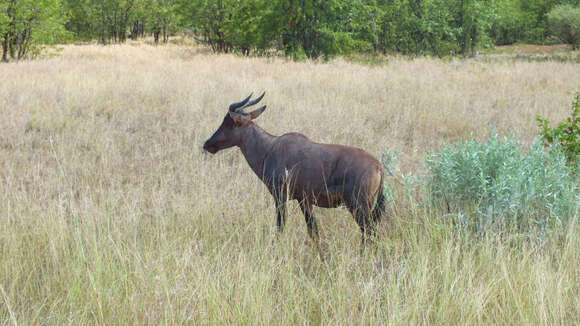 Image of Tsessebe