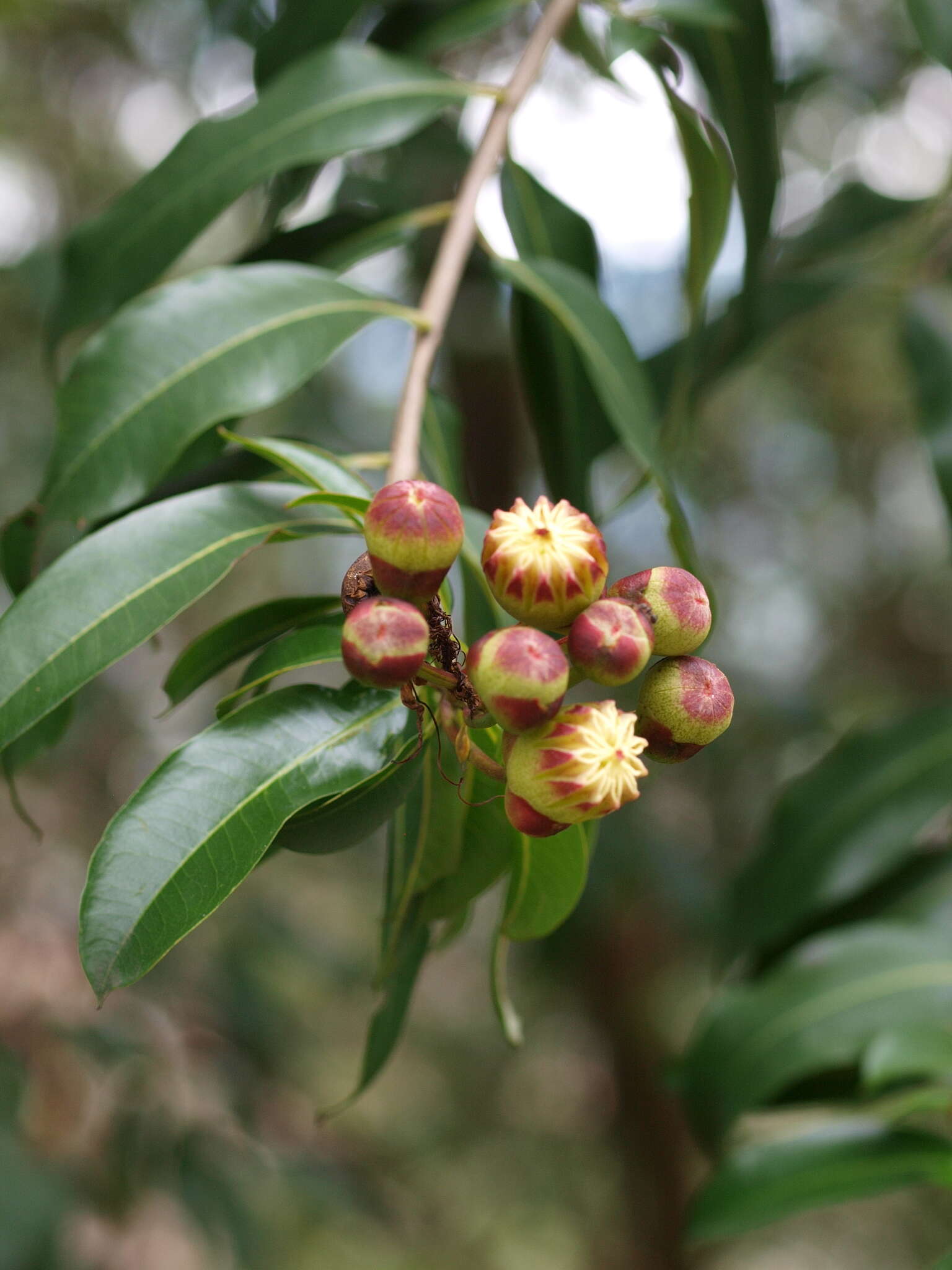 Image of Lafoensia acuminata (Ruiz & Pav.) DC.