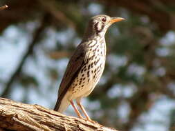 Plancia ëd Turdus litsitsirupa pauciguttatus Clancey 1956