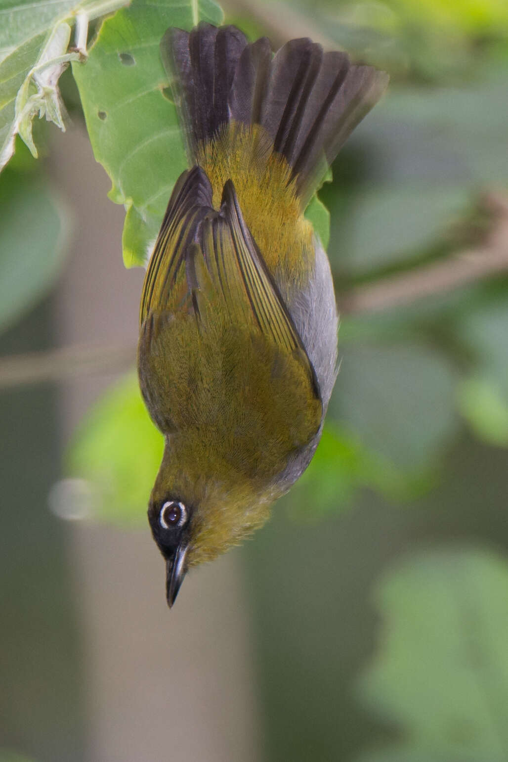 Image of Black-crowned White-eye