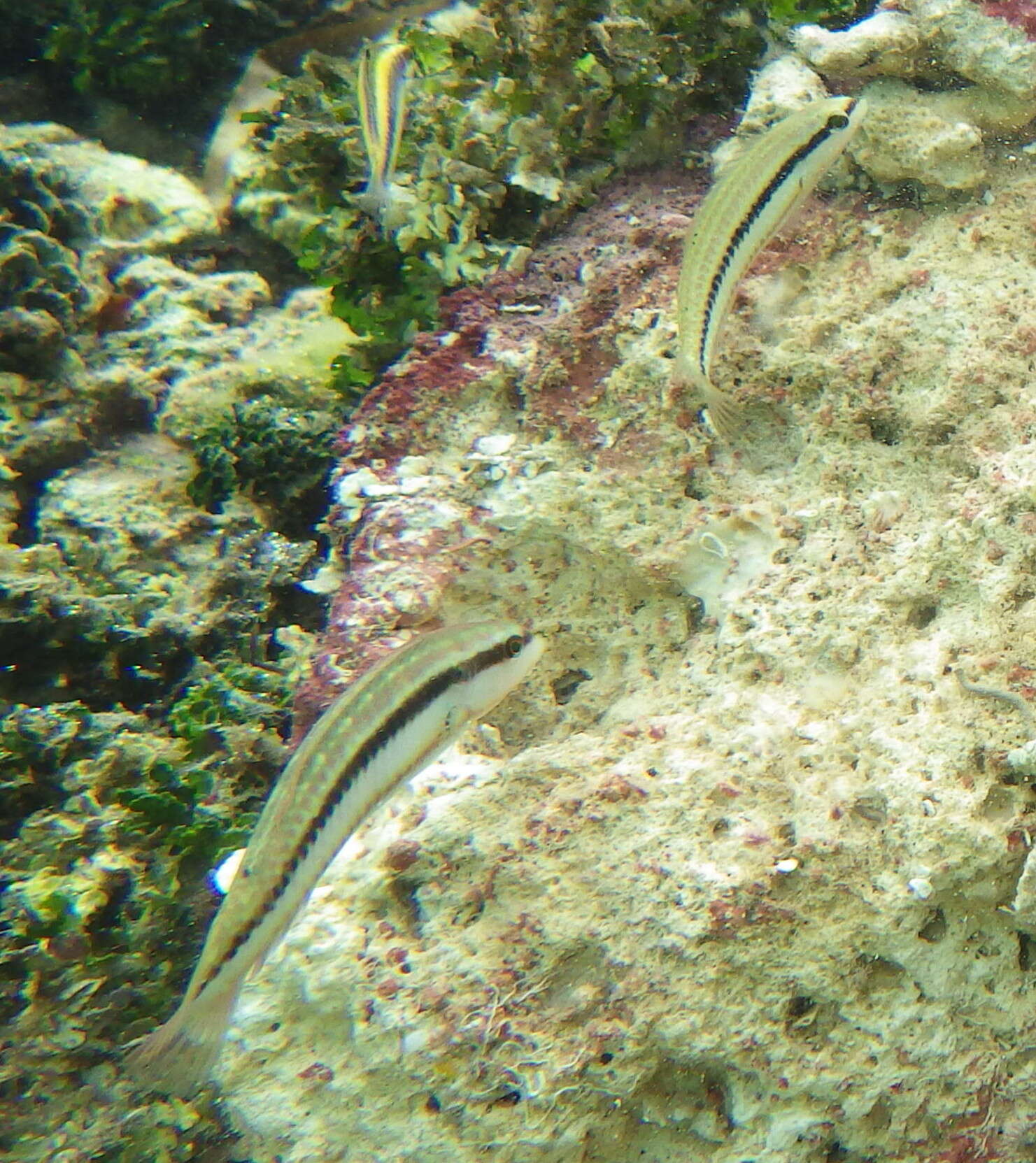 Image of Slippery Dick