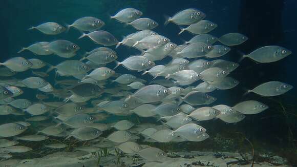 Image of Sand trevally