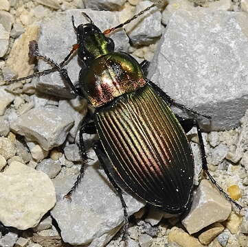 Imagem de Poecilus (Poecilus) cupreus (Linnaeus 1758)