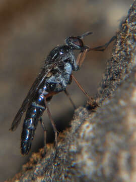 Image of Schoutedenomyia