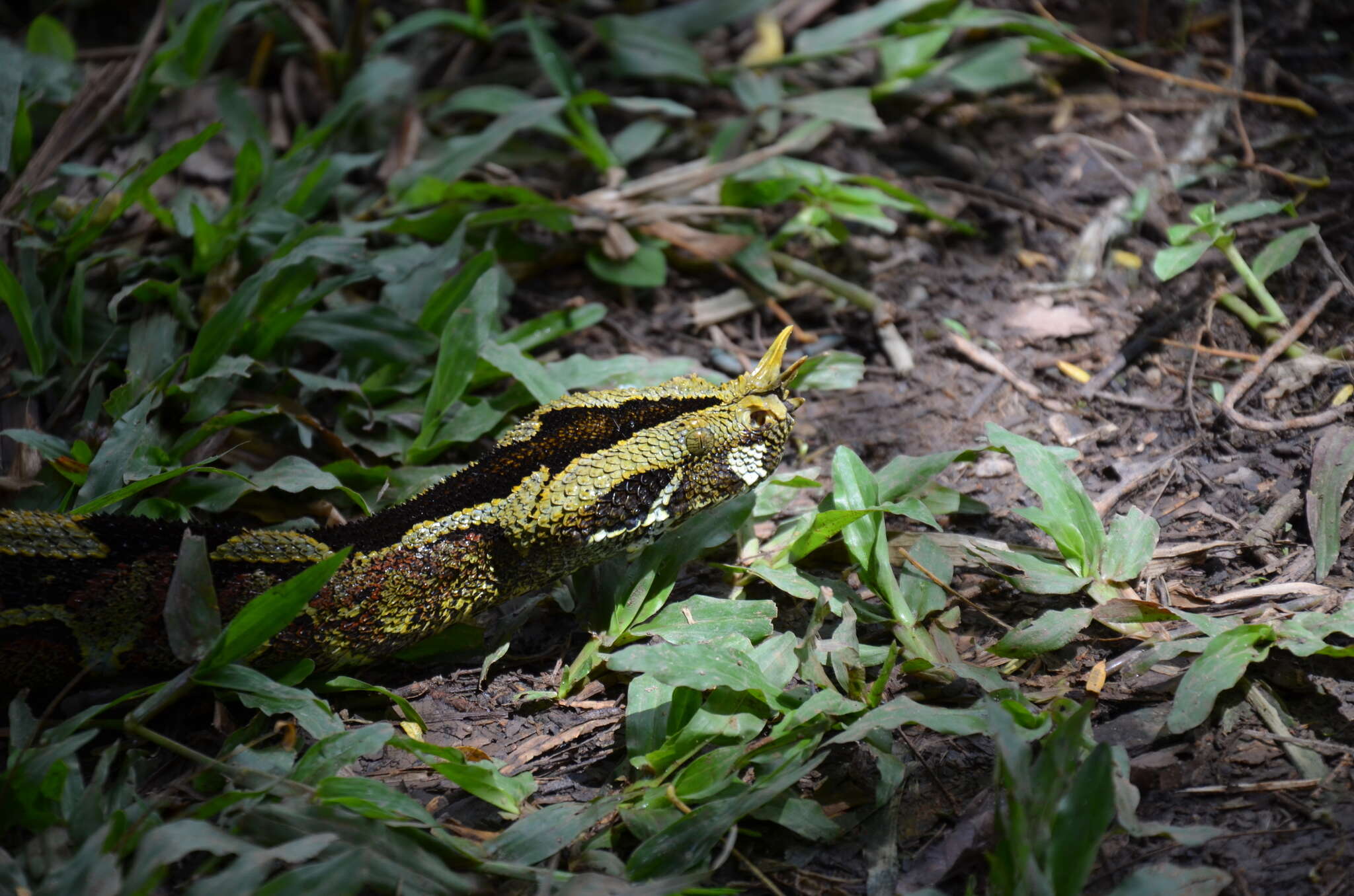 Image of Rhinoceros Viper