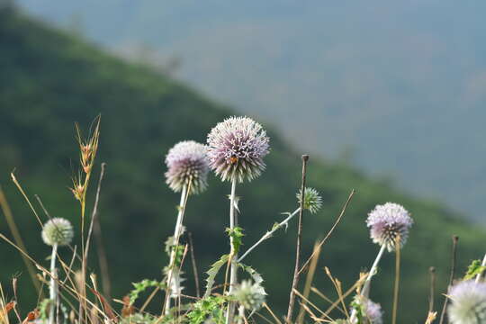 Plancia ëd Echinops sahyadricus