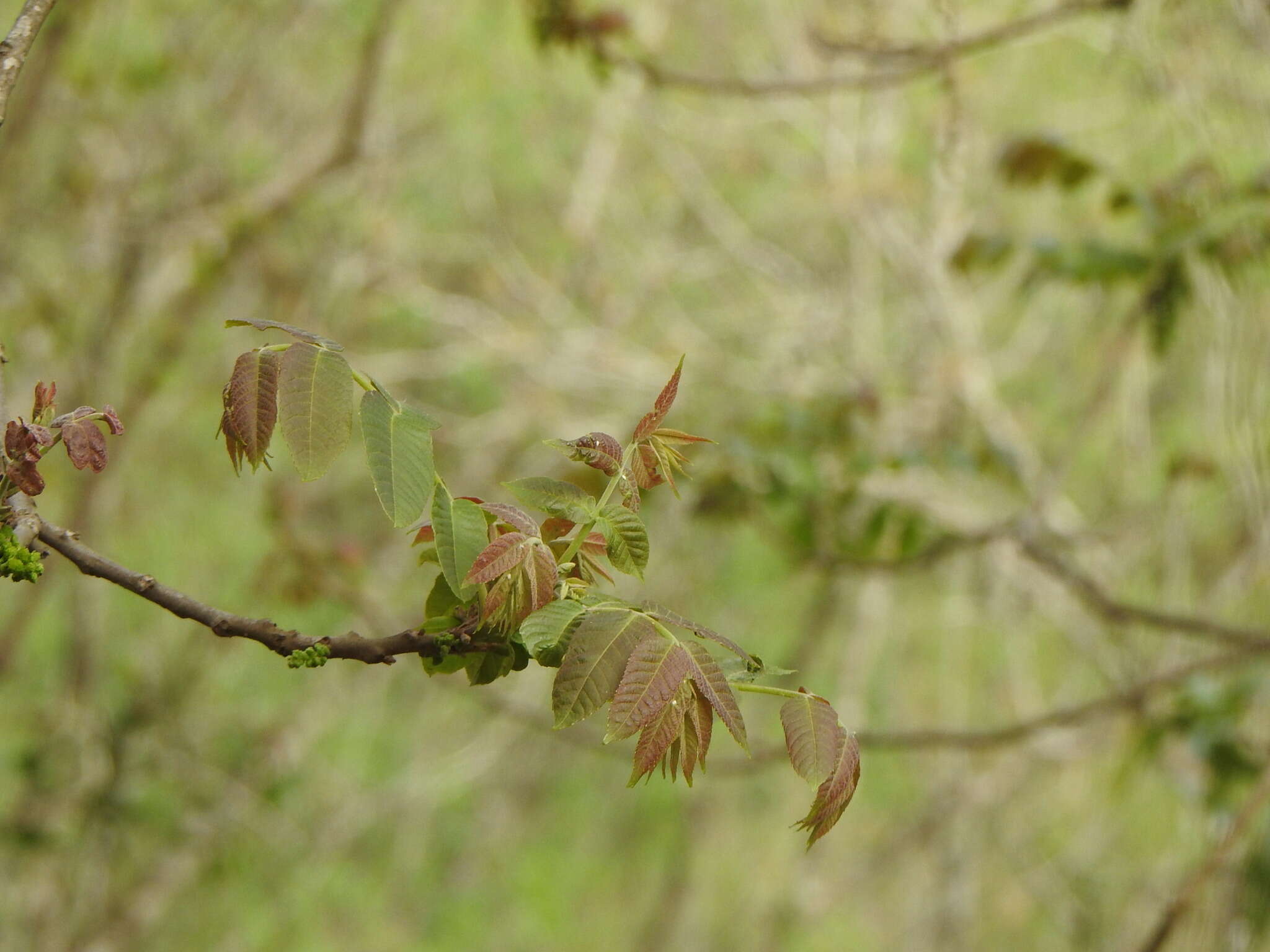 Image of Juglans australis Griseb.