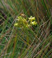 Image of Halenia weddelliana Gilg