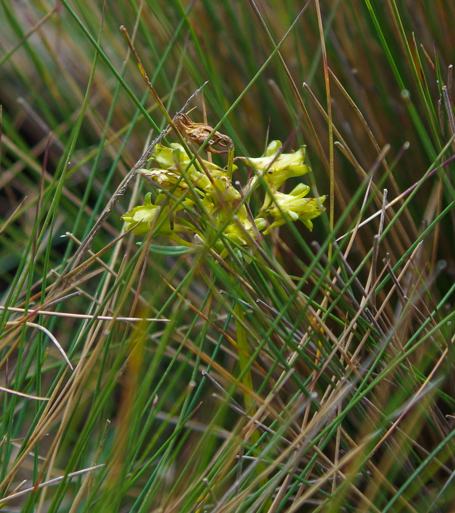 Image of Halenia weddelliana Gilg