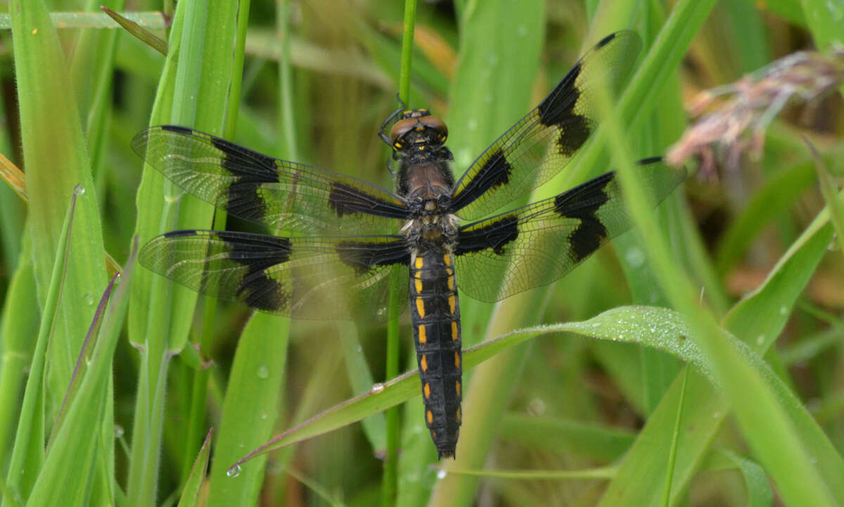 Libellula forensis Hagen 1861 resmi