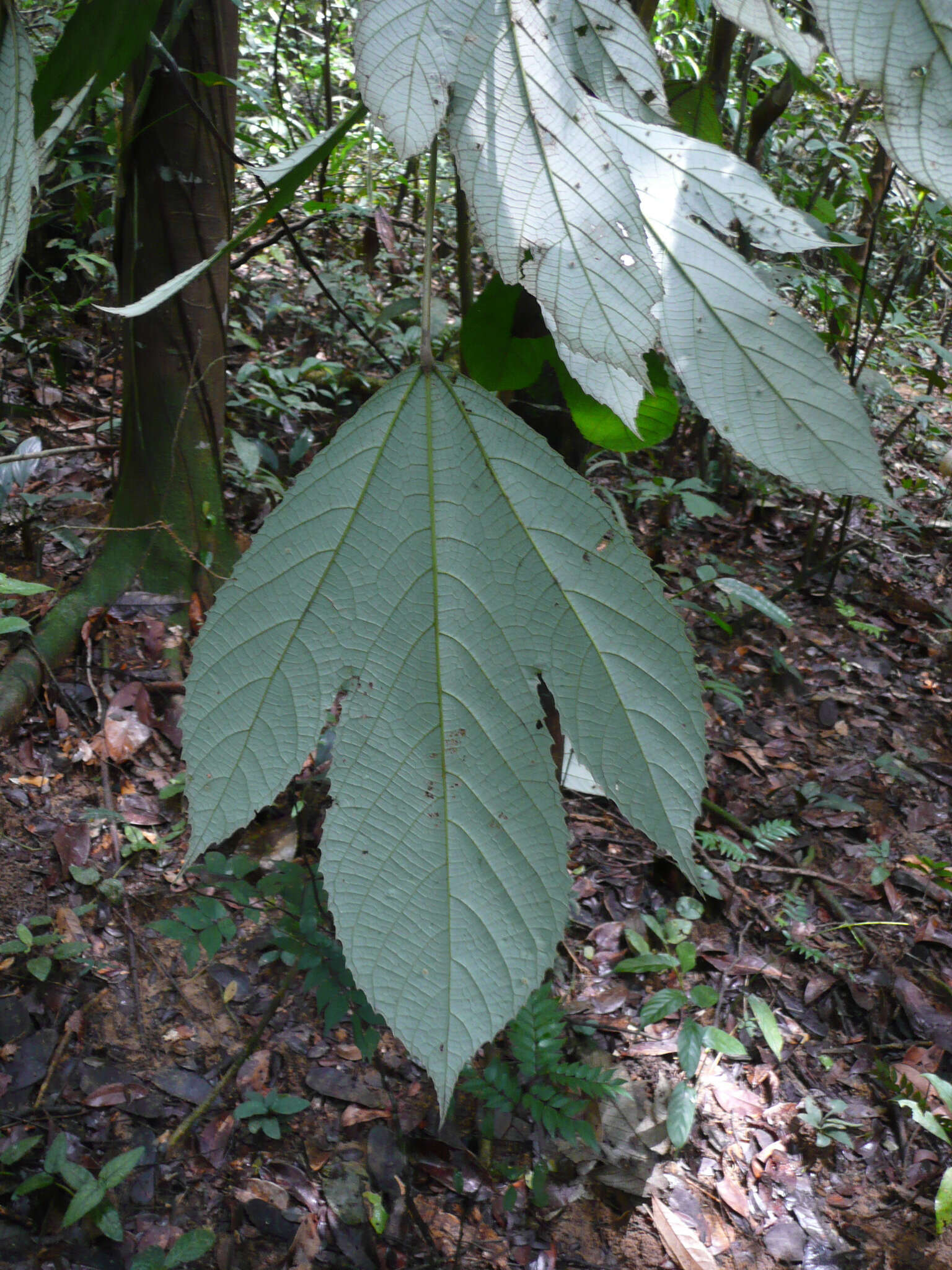 Image of Myrianthus libericus Rendle