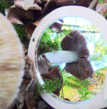 Image of Cortinarius livido-ochraceus (Berk.) Berk. 1860