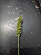 Image of bristly foxtail