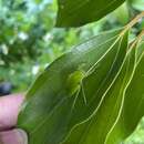 Imagem de Phyllophorina kotoshoensis Shiraki 1930