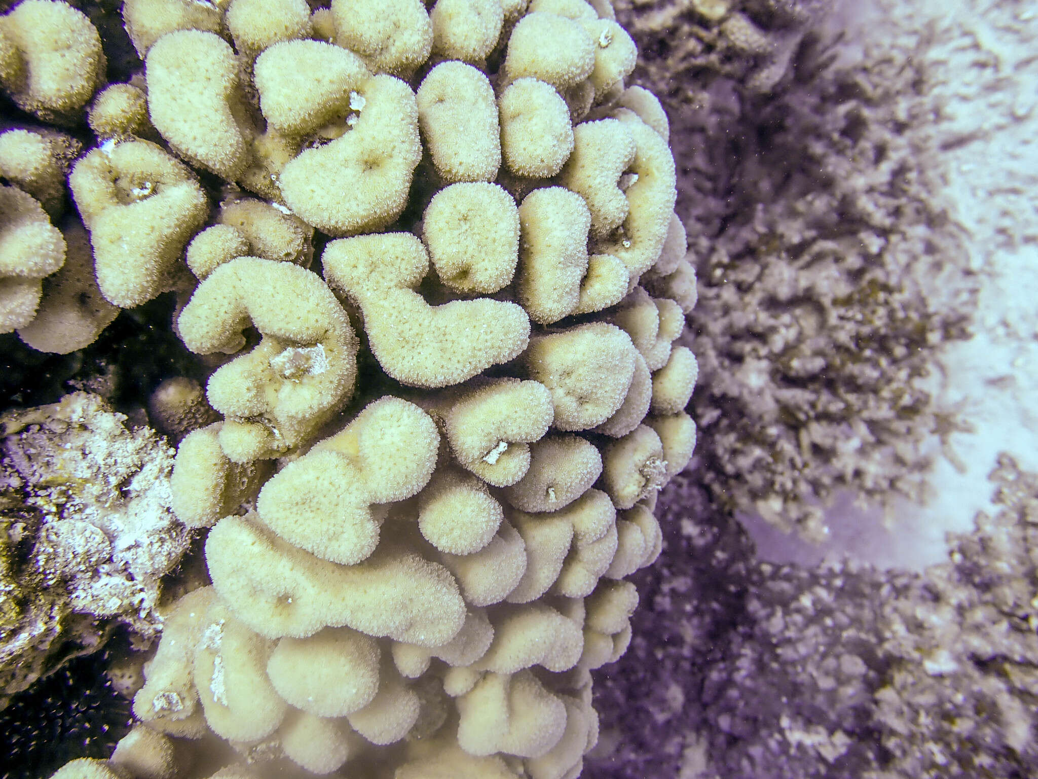Image of leaf coral