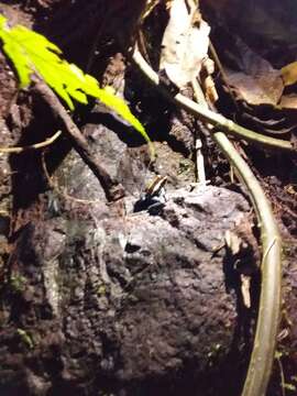 Image of Golfodulcean Poison Frog