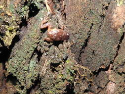 Image of Koadaikanal Bush Frog