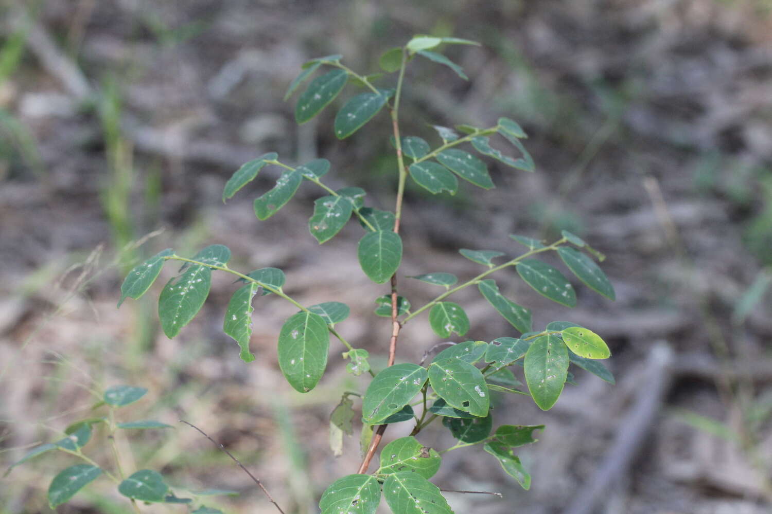 Image of Breynia oblongifolia (Müll. Arg.) Müll. Arg.