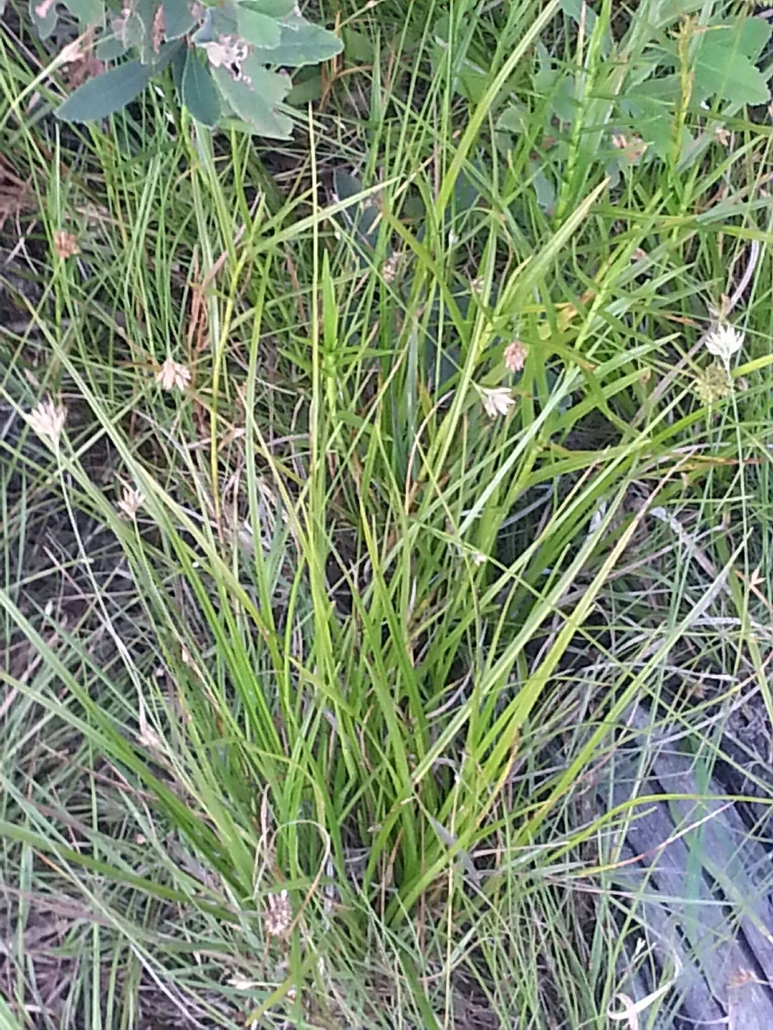 Plancia ëd Rhynchospora alba (L.) Vahl