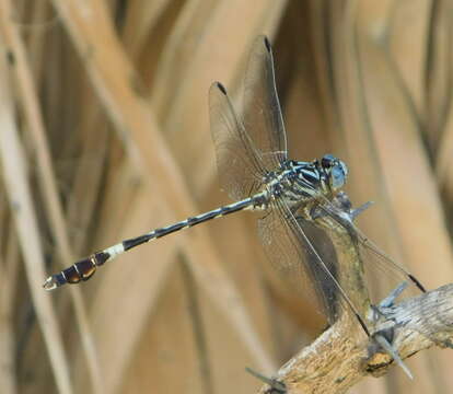 Imagem de Phyllogomphoides pacificus (Selys 1873)