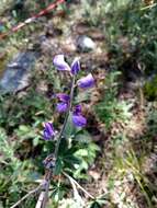 Image of <i>Lupinus caballoanus</i>