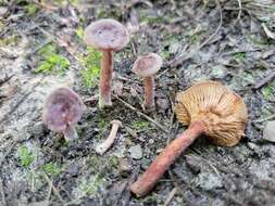 Image of Lactarius neotabidus A. H. Sm. 1983