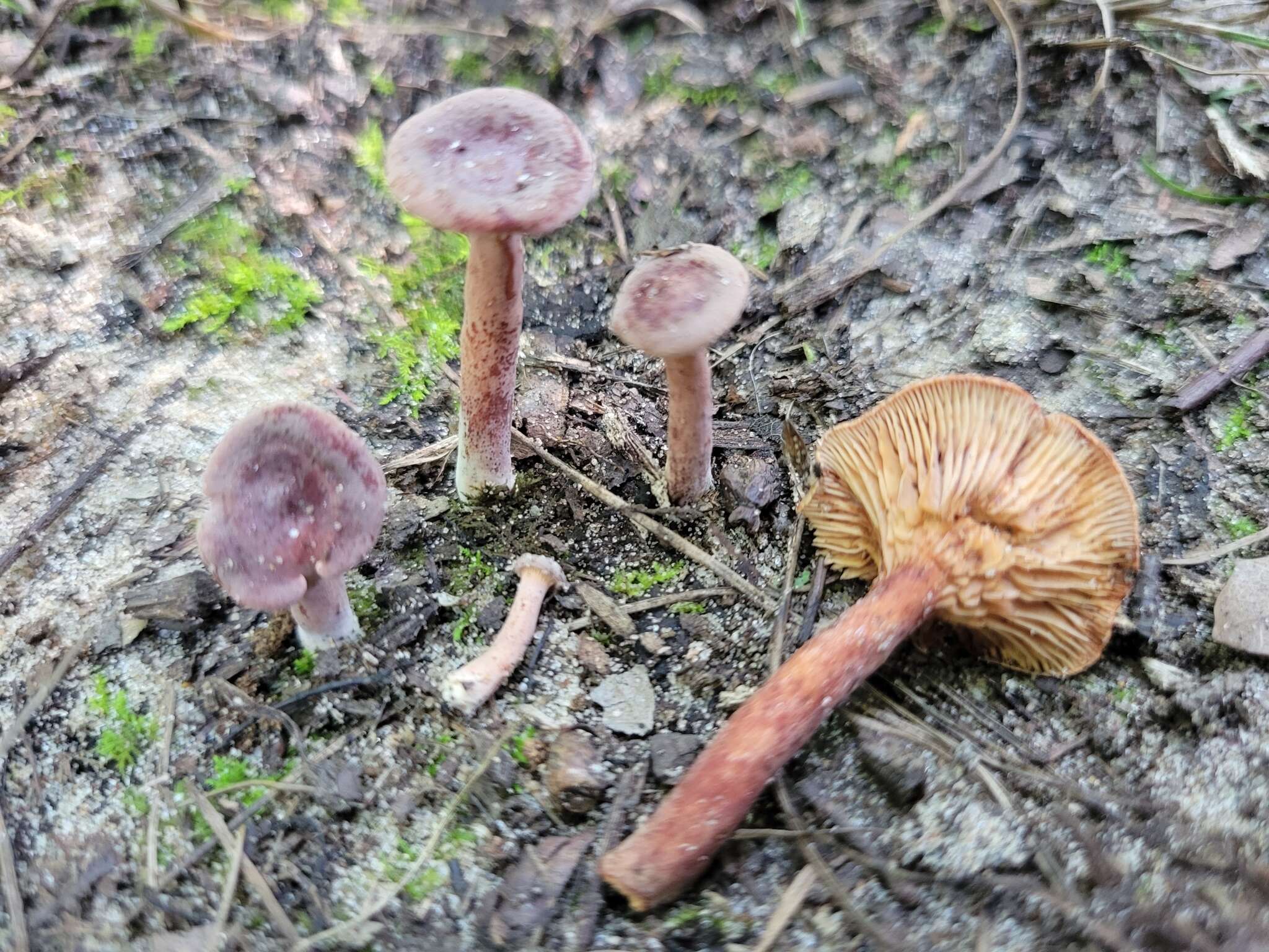 Image of Lactarius neotabidus A. H. Sm. 1983