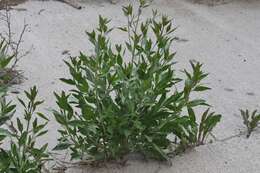 Image of broadleaved pepperweed