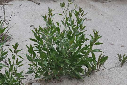 Image of broadleaved pepperweed