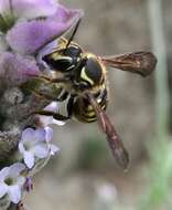 Image of Paranthidium gabbii (Cresson 1878)