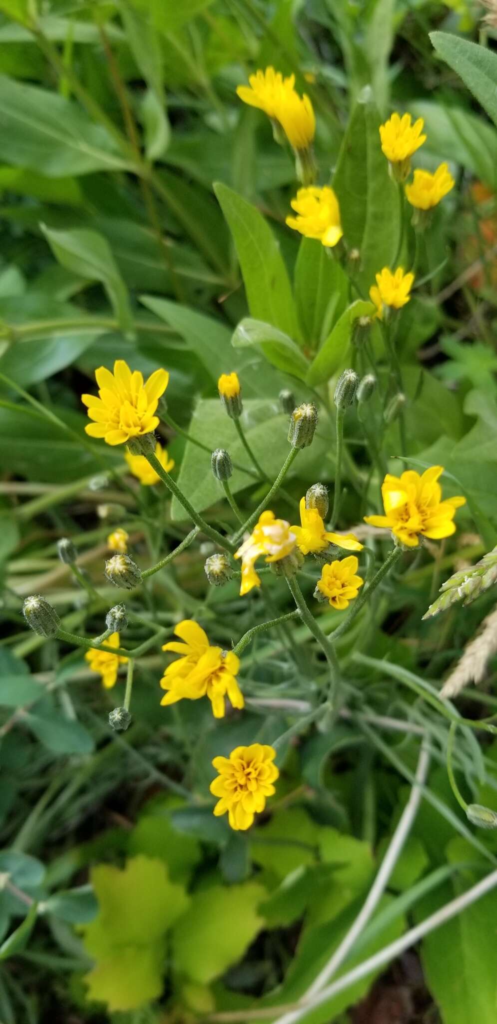 Image of Modoc hawksbeard