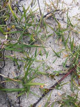 Image of Zoysia pauciflora Mez