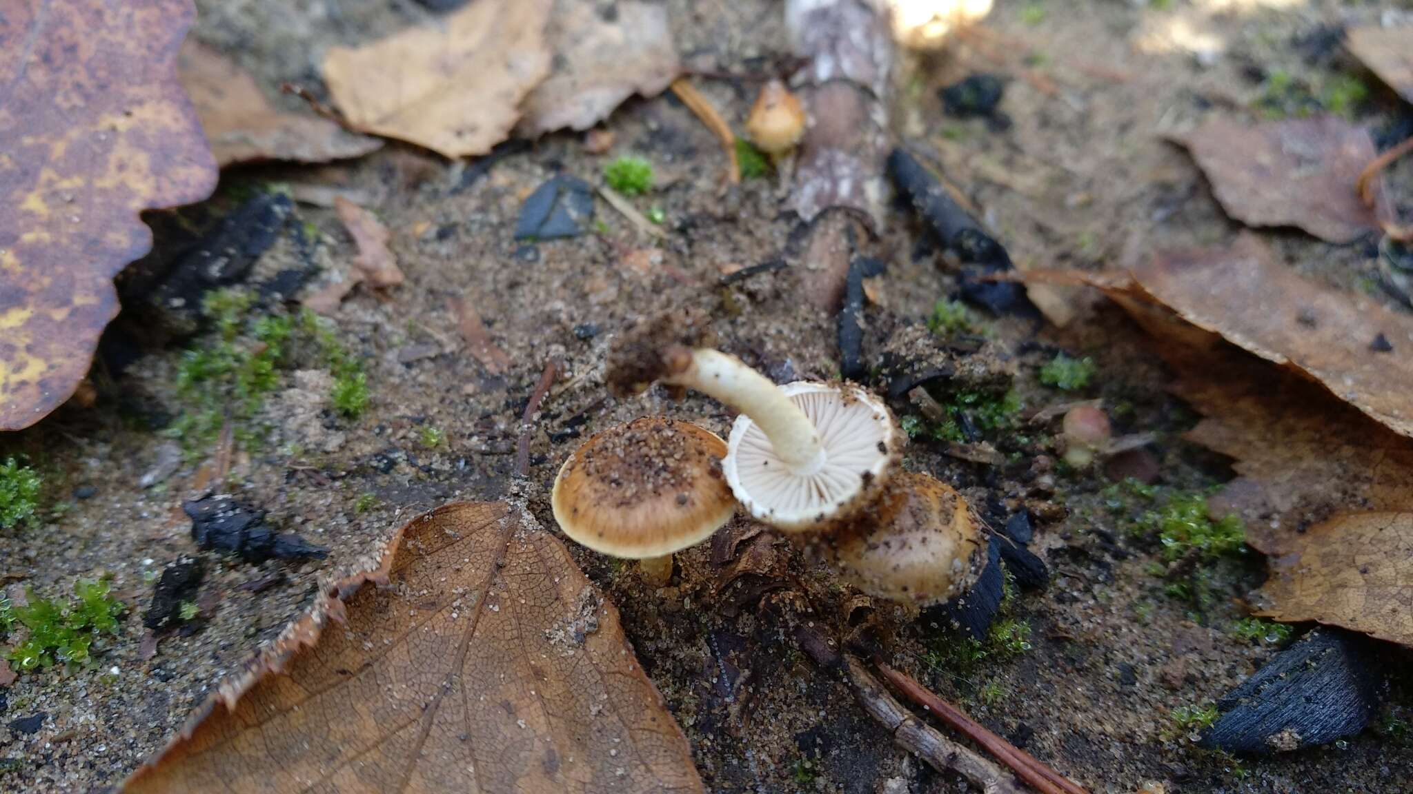 Pholiota highlandensis (Peck) Quadr. & Lunghini 1990 resmi