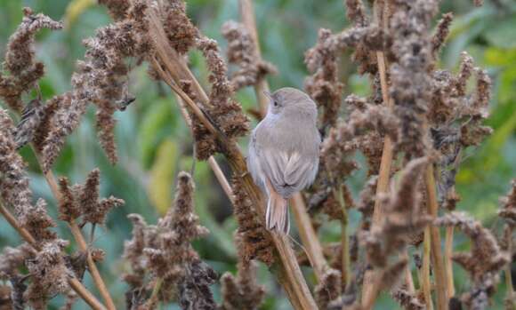 Image of Asian Desert Warbler