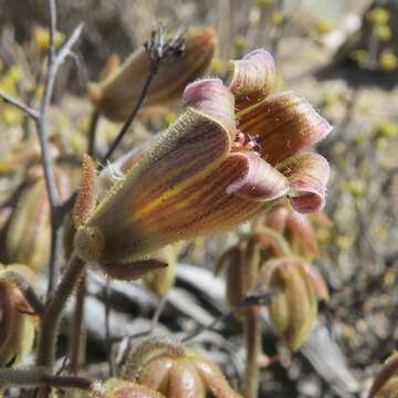 Image of Tylecodon pearsonii (Schönl.) H. Tölken