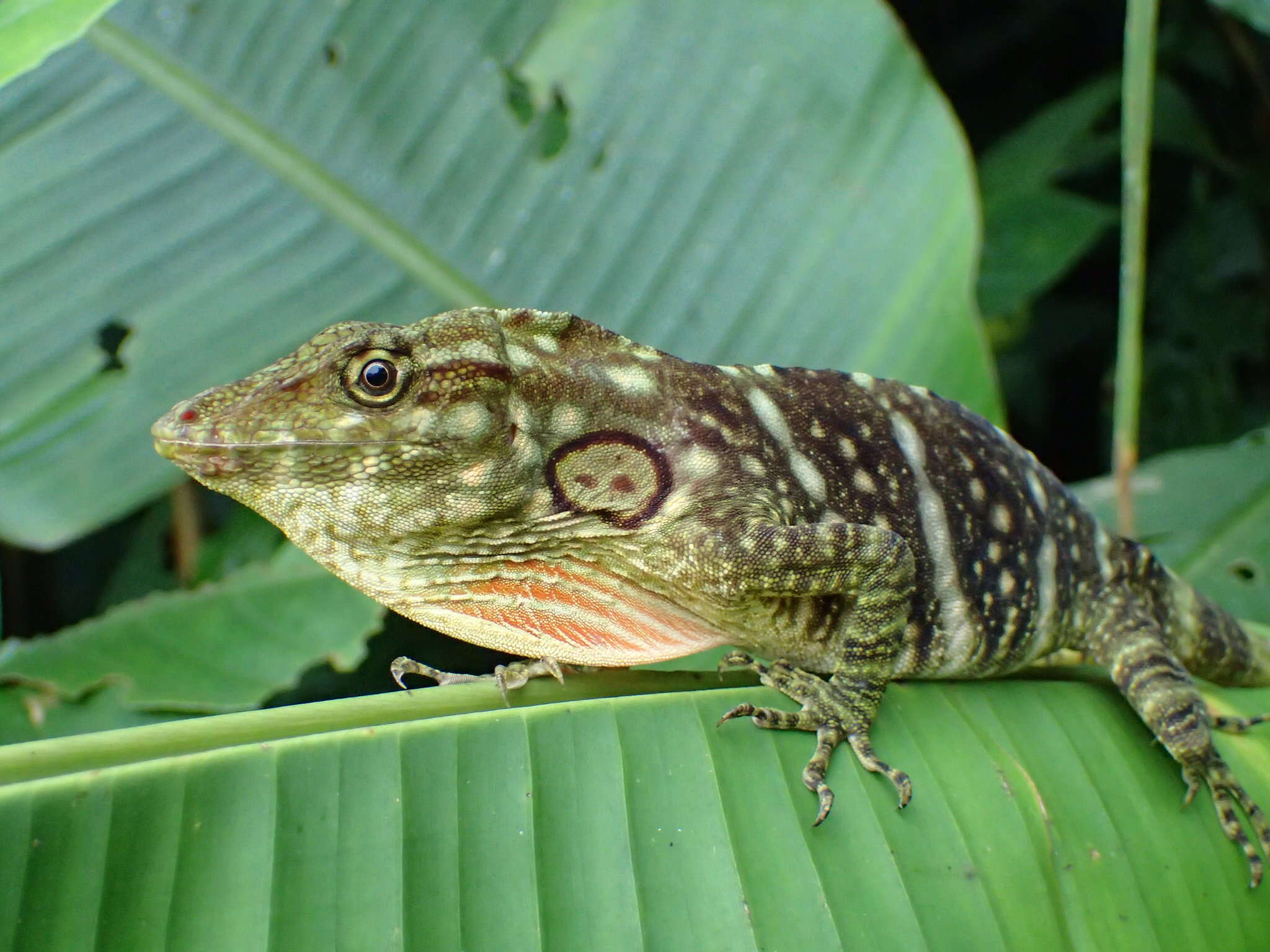 Image of Decorated Anole