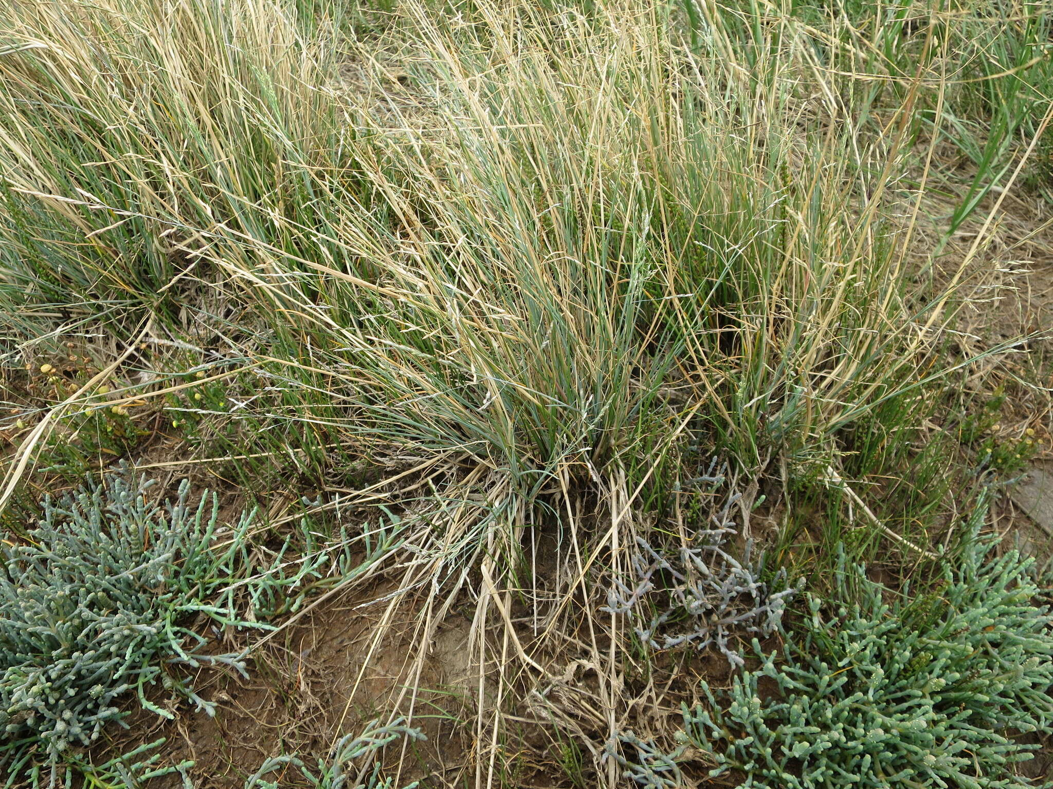 Plancia ëd Puccinellia stricta (Hook. fil.) Blom