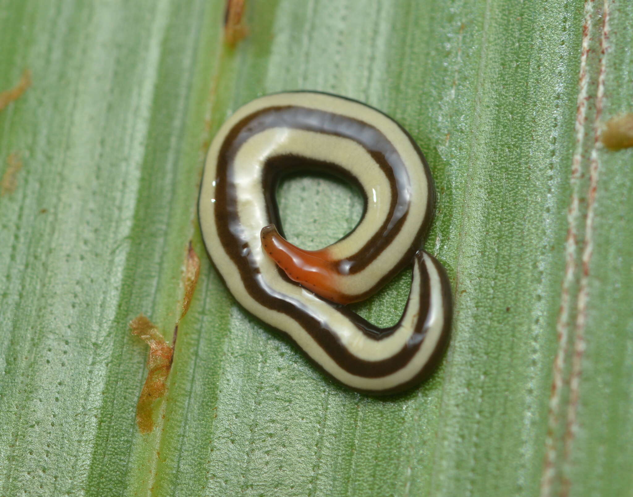 Australopacifica sarasiniana (Schröder 1924) resmi