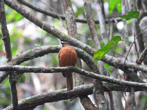 Image of Fraser's Rufous Thrush