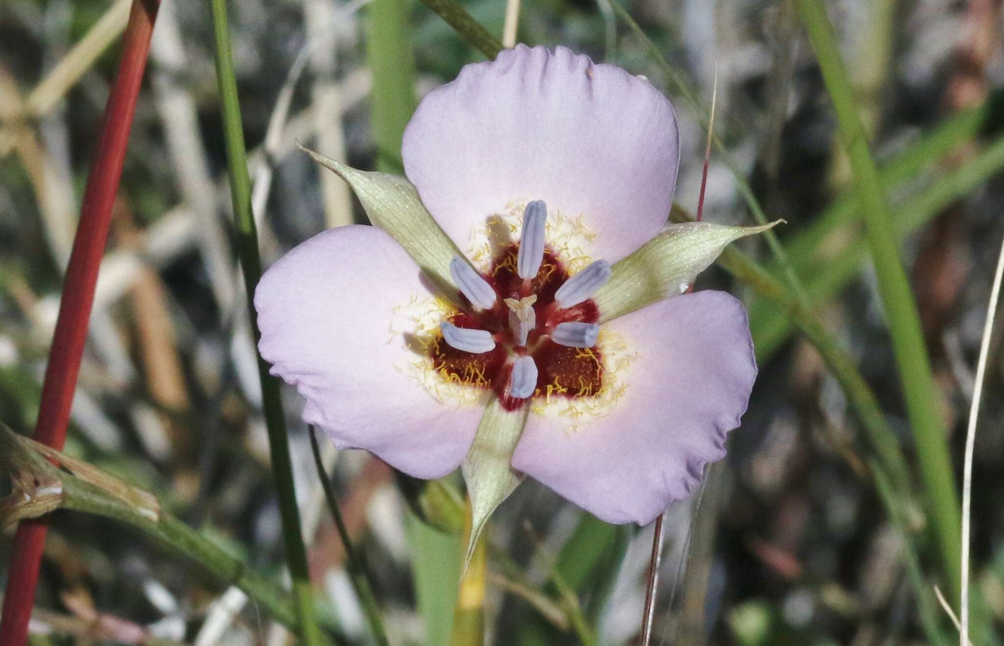 صورة Calochortus palmeri var. palmeri