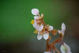 Image of Begonia pinetorum A. DC.