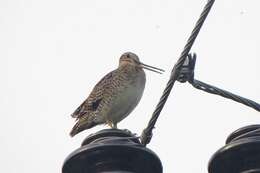 Image of Swinhoe's Snipe