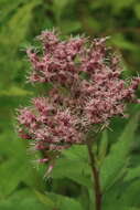 Eupatorium glehnii F. Schmidt ex Trautv.的圖片