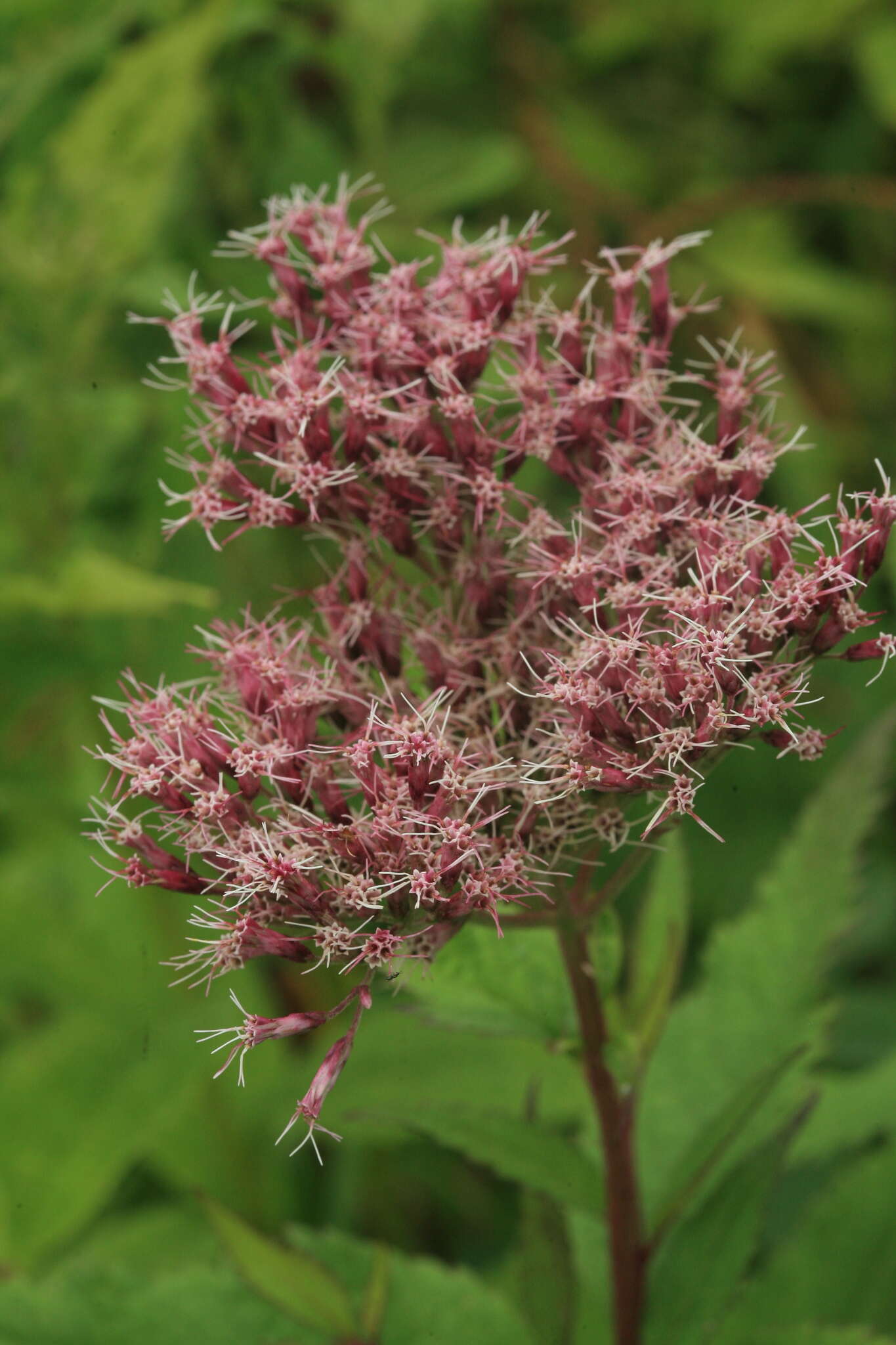 Plancia ëd Eupatorium glehnii F. Schmidt ex Trautv.