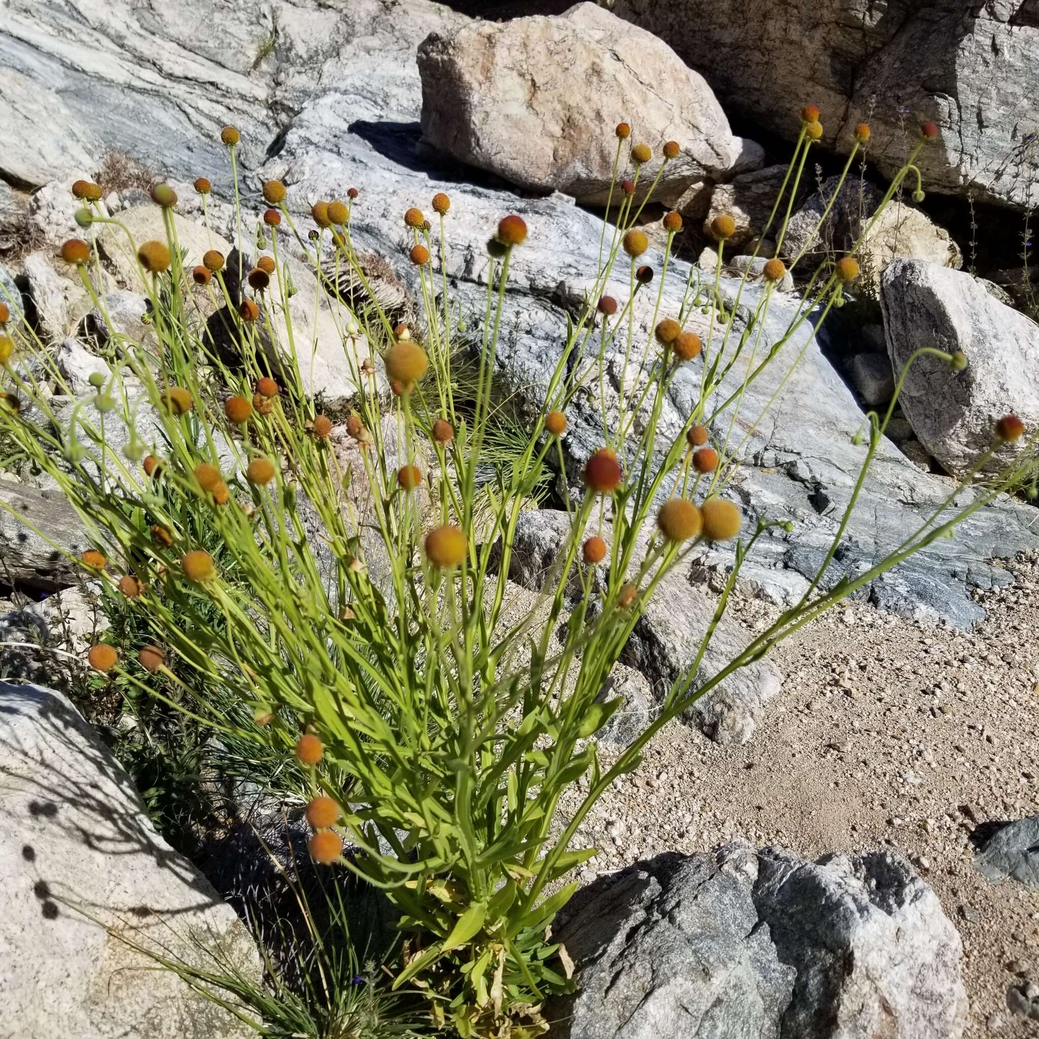 Image of Thurber's Sneezeweed