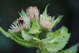 Image of Cabbage Thistle