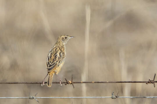 Слика од Cisticola textrix major (Roberts 1913)