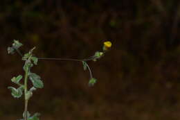 Sivun Blumea oxyodonta DC. kuva